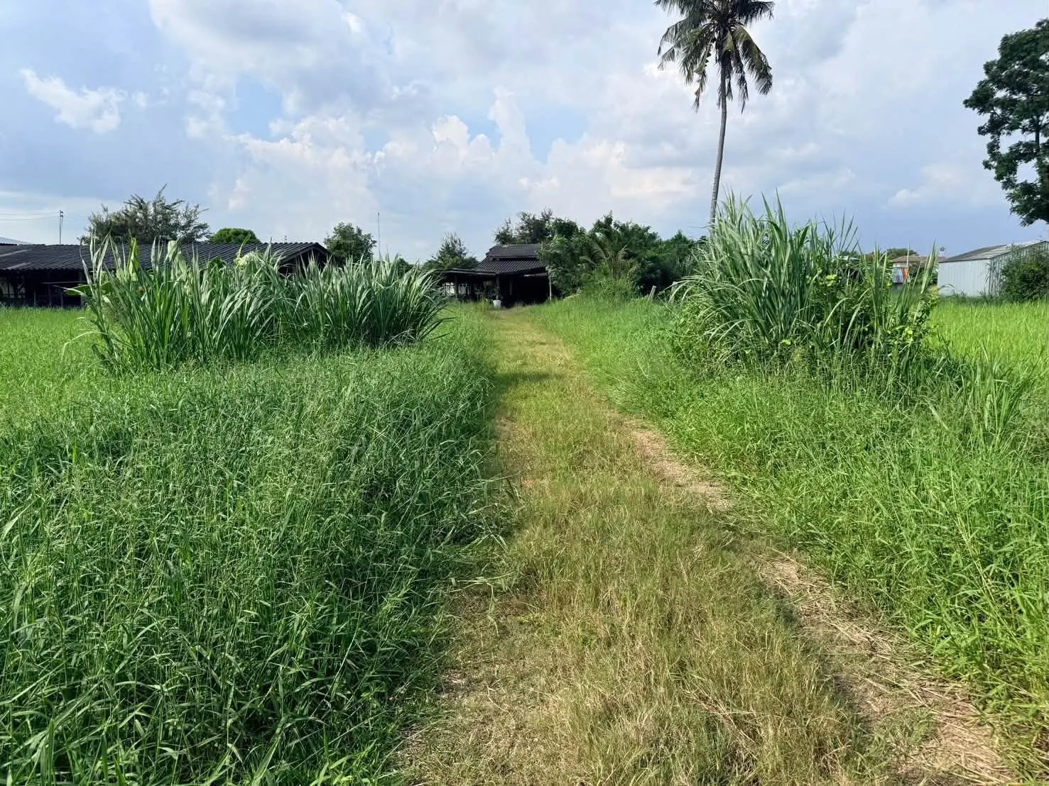 ขายด่วนที่ดิน 182 ตรว เหมาะสร้างบ้านสวน ต.สวนป่าน อ.เมืองนครปฐม จ.นครปฐม ภาพที่ 4