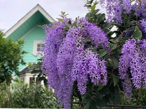 ขายบ้านสวน ไทรน้อย นนทบุรี (2.2 ลบ ลดจาก 2.65 ลบ) พร้อมไม้ดอกผลไม้ มีวิวทุ่งนา ใกล้วัดมะสง ภาพที่ 3
