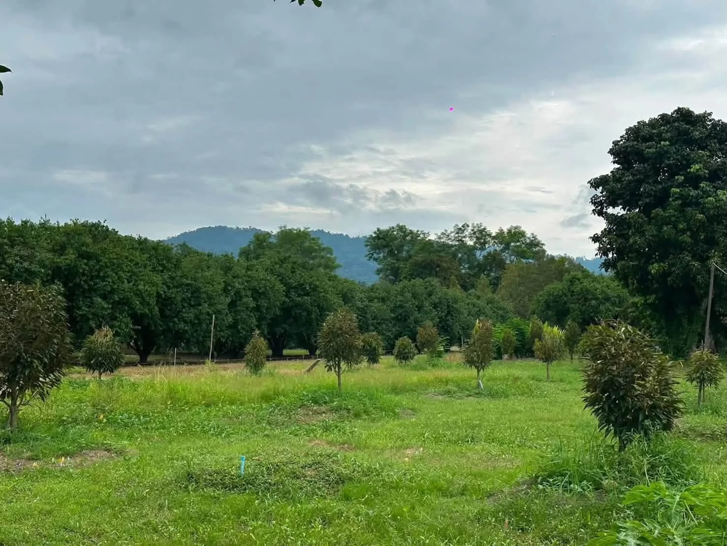 แบ่งขายสวนทุเรียน นครนายก 100 ตร.ว. ราคาไม่ถึงล้าน! ราคาเพียง 950,000 ภาพที่ 1