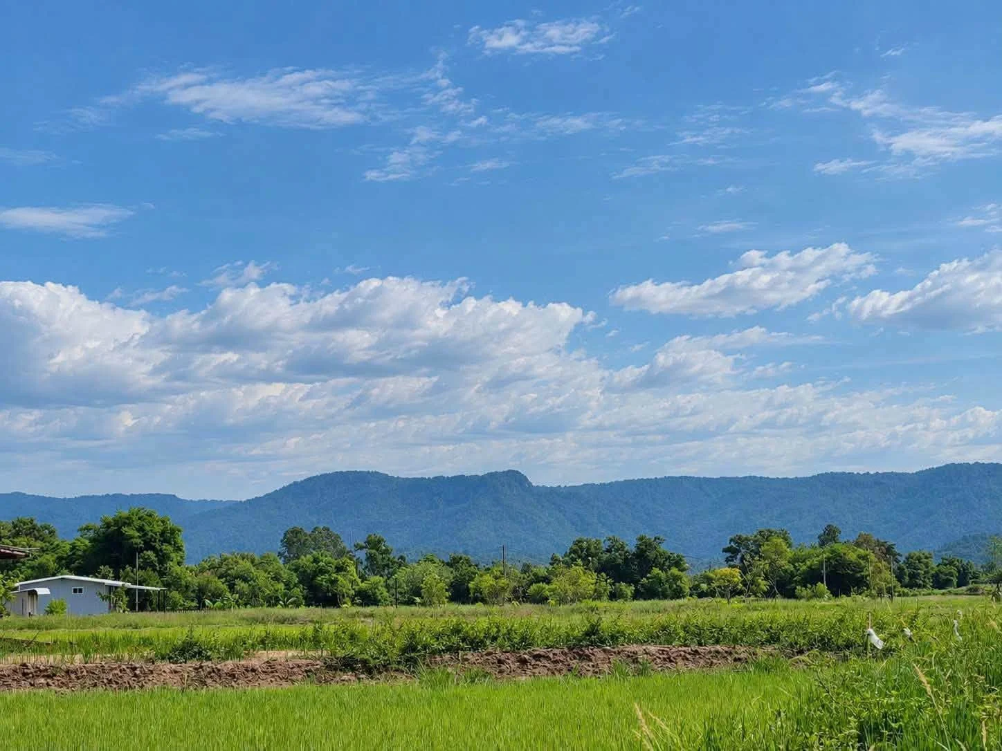 ขายด่วน ที่ดินศรีนาวา แปลงสวย วิวภูเขา ราคาน่ารักมาก 118 ตร.ว. เพียง 390,000 บาทเท่านั้น! ภาพที่ 3