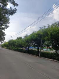 ขายที่ดินทำลสุขาภิบาล 5 ซอย82