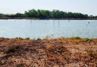 ขายที่ดิน 83 ไร่ ดอนหอยหลอด ตำบลบางจะเกร็ง อำเภอเมือง สมุทรสงคราม
