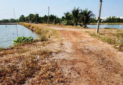 ขายที่ดิน 83 ไร่ ดอนหอยหลอด ตำบลบางจะเกร็ง อำเภอเมือง สมุทรสงคราม