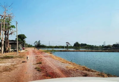 ขายที่ดิน 83 ไร่ ดอนหอยหลอด ตำบลบางจะเกร็ง อำเภอเมือง สมุทรสงคราม