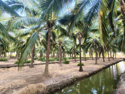 ขายสวนปฐวีกุล สวนมะพร้าวน้ำหอม 14 ไร่ 3 งาน 76 ตร.ว. พร้อมบ้าน 2 หลัง วิวเขางู ราชบุรี