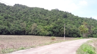 ขายที่ดิน 11.ไร่ 1 งาน 30 ตร.วา หลังติดเขา หน้าติดถนนคอนกรีต