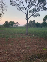 โทร 0962759733 ขายด่วน ที่ดินโฉนด 35 ไร่ ไร่ละ 200,000