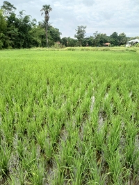 ขายที่ดินต.หนองควาย อ.หางดง จ.เชียงใหม่) พื้นที่ 2-2-29 ตรว ขาย7.2ล้านบาท ตรวละ7,000บาท)