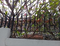 ขายบ้านเดี่ยวเก่าพร้อมที่ดินแปลงใหญ่ 1 ไร่  ใกล้ทางด่วนและถนนใหญ่ สุขุมวิท 54  ใกล้ ห้างโลตัส อ่อนนุช และ บีทีเอส อ่อนนุช