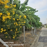 ขายที่ดินทำเลชินเขต 1 เหมาะสร้างบ้านเดี่ยว ออฟฟิศ ทาวน์โฮม หอพัก หรือเก็งกำไรในอนาคต พื้นที่ 200 ตรว ซอยงามวงศ์วาน 43 แยก 2-7