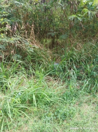 ขายที่ดินถมแล้ว 60 ตรว. ใกล้จุดเชื่อมต่อใหม่ มอเตอร์เวย์สาย 7 ใกล้สถานีรถไฟฟ้า เข้าได้ทั้งซอยห้วยกะปิ 12 , 13 และ 16  ต.ห้วยกะปิ อ.เมือง จ.ชลบุรี