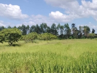 ขายที่ดินอุบลฯ สวยๆ 5 ไร่  เพียง 800,000 บาท เท่านั้น ถูกกว่านี้ไม่มีอีกแล้ว