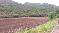 ขายที่ดิน 11.ไร่ 1 งาน 30 ตร.วา หลังติดเขา หน้าติดถนนคอนกรีต 