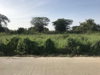 ขาย ที่ดิน 200 ตรว. คลอง7 ฝั่งตะวันออก หนองเสือ ปทุมธานี