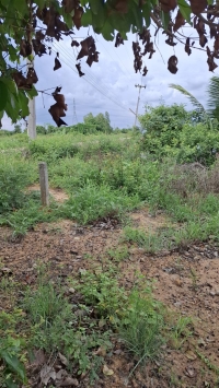 ขายที่ถมแล้ว ขายถูก ใกล้ถนนทางหลวง 3025  ท่าข้าม-สระสี่เหลี่ยม ) เนื้อที่  200  ตรว. ต.ท่าข้าม อ.พนัสนิคม จ.ชลบุรี