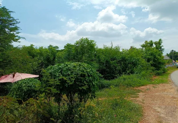ขายที่ดิน 4-3-91.7 ไร่ ใกล้โรงพยาบาลดอนตูม ตำบลลำเหย อำเภอดอนตูม นครปฐม