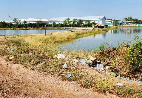 ขายที่ดิน 83 ไร่ ดอนหอยหลอด ตำบลบางจะเกร็ง อำเภอเมือง สมุทรสงคราม