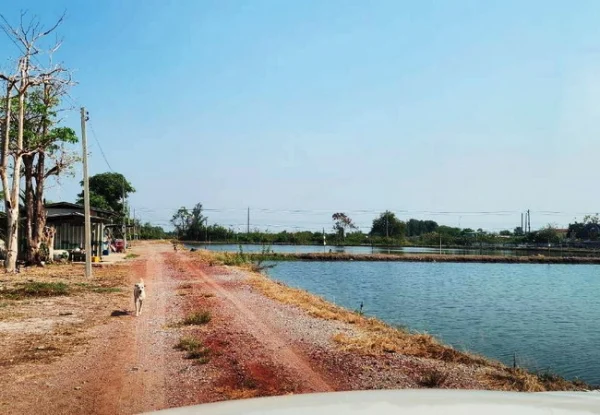 ขายที่ดิน 83 ไร่ ดอนหอยหลอด ตำบลบางจะเกร็ง อำเภอเมือง สมุทรสงคราม