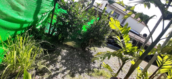 ขายบ้านสันป่าตอง 40 ตรว ราคา 1 ล้าน