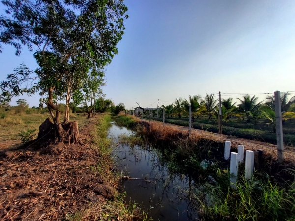 ขายถูก ที่ดินคลอง 13 ใกล้วัดพิชิตปิตยาราม 8 ไร่ หน้ากว้าง 139 ม./แนวถนนกว้าง 8 ม. อ.ธัญบุรี จ.ปทุมธานี