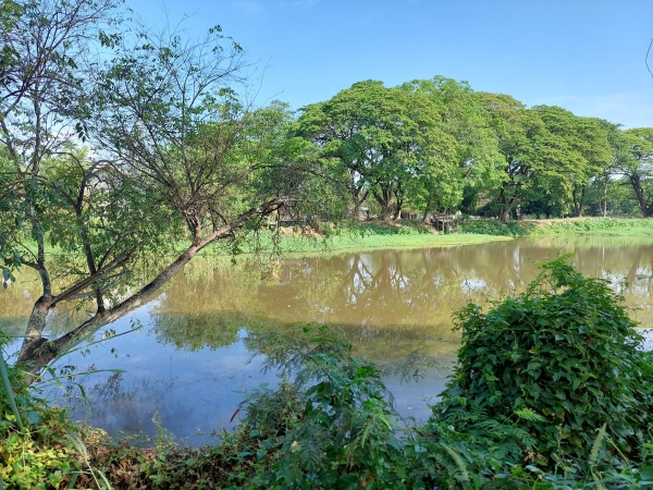 ให้เช่าที่ดิน 85 ตรว หลังการไฟฟ้าหนองหอยเดือนละ7,000บาท