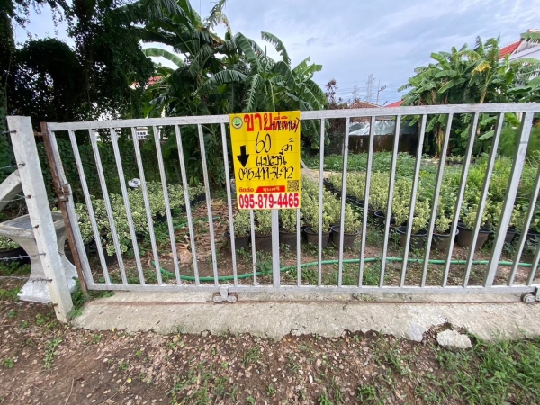 ขายถูก ที่ดินถนนรังสิต-นครนายก 60 ตารางวา ติดถนนนกรีตสาธารณะ ซอย เพิ่มทรัพย์  คลอง 7 อ.ธัญบุรี จ.ปทุมธานี