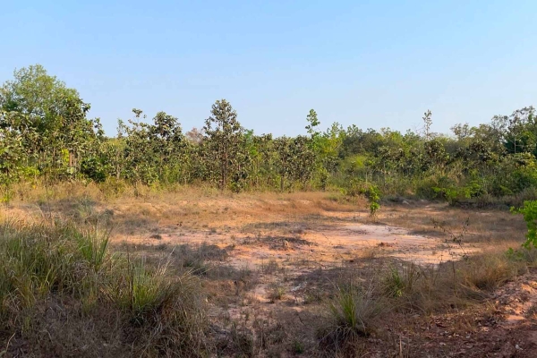 โคตรถูก ช้าหมดอดแน่นอน ที่ดิน อ.พิบูลมังสาหาร จ.อุบลฯ 5 ไร่กว่า ยกแปลงแค่ 8 แสนบาท เฉลี่ยไร่ละแสนนิดๆ) ราคานี้หาไม่ได้อีกแล้ว