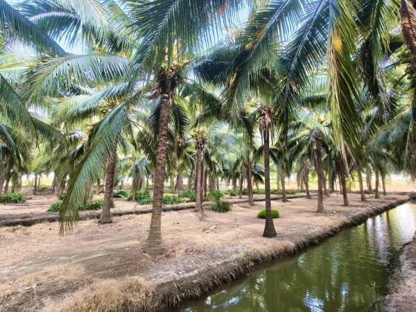 ขายสวนปฐวีกุล สวนมะพร้าวน้ำหอม 14 ไร่ 3 งาน 76 ตร.ว. พร้อมบ้าน 2 หลัง วิวเขางู ราชบุรี