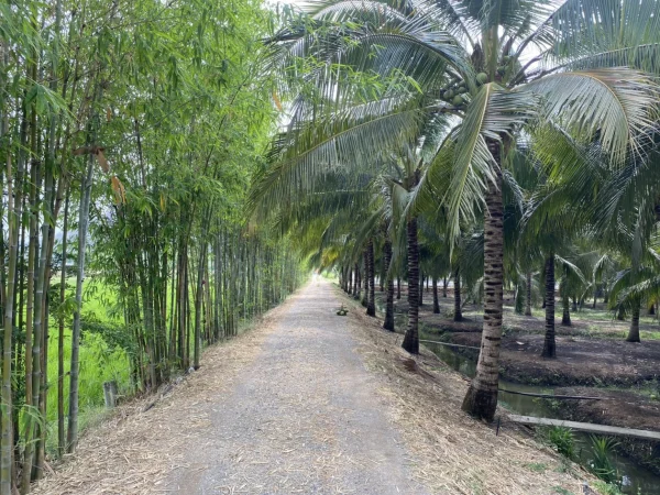 ขายสวนปฐวีกุล สวนมะพร้าวน้ำหอม 14 ไร่ 3 งาน 76 ตร.ว. พร้อมบ้าน 2 หลัง วิวเขางู ราชบุรี