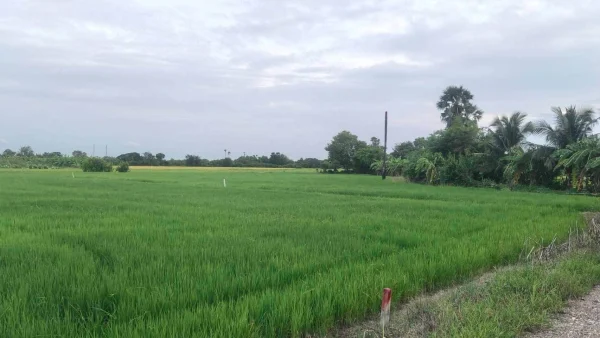 ขายด่วนที่ดิน 680 ตรว ติดถนนสาธารณะ 2 ด้าน แปลงมุม บ้านงิ้ว สามโคก ปทุมธานี