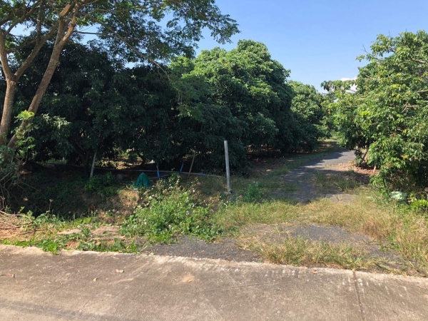 ขายที่ดินสวนลำไย 4-1-99 ตรว 6.75ล้าน สารภีเชียงใหม่)