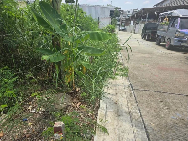 ขายถูกที่ดินตลิ่งชัน 80 ตรว ติดถนนคอนกรีตสาธารณะ ถมแล้ว พุทธมณฑลสาย 3 ซอย 22 บางระมาด กรุงเทพฯ