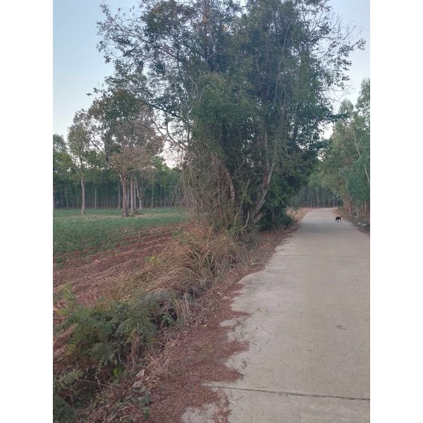 โทร 0962759733 ขายด่วน ที่ดินโฉนด 35 ไร่ ไร่ละ 200,000