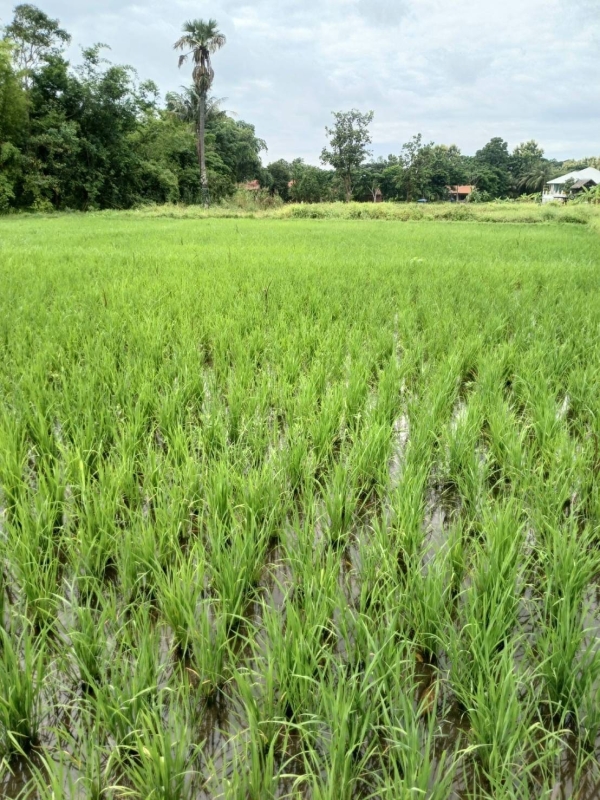 ขายที่ดินต.หนองควาย อ.หางดง จ.เชียงใหม่) พื้นที่ 2-2-29 ตรว ขาย7.2ล้านบาท ตรวละ7,000บาท)