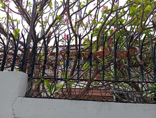 Sale old house with large land about 1 rai need to new build at sukhumvit54-50 two way to entrance soi