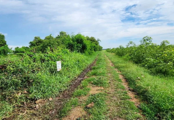 ขายที่ดิน 150 ตร.ว. บ้านระแหง ถนนปทุมธานี-ลาดหลุมแก้ว ระแหง ลาดหลุมแก้ว ปทุมธานี