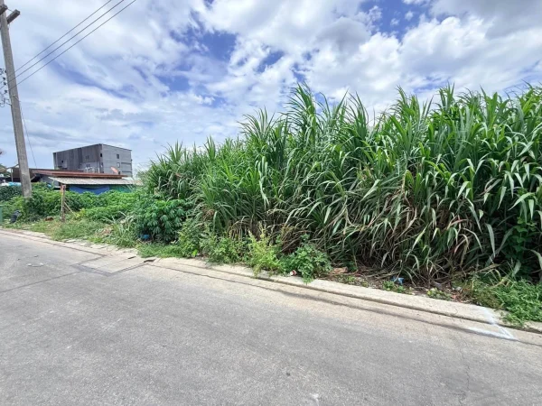 ขายถูกที่ดินลาดสวาย 100 ตรว ติดถนนคอนกรีต ซ.ไสวประชาราษฎร์ 19 (ร่วมสุข1) ลำลูกกา ปทุมธานี