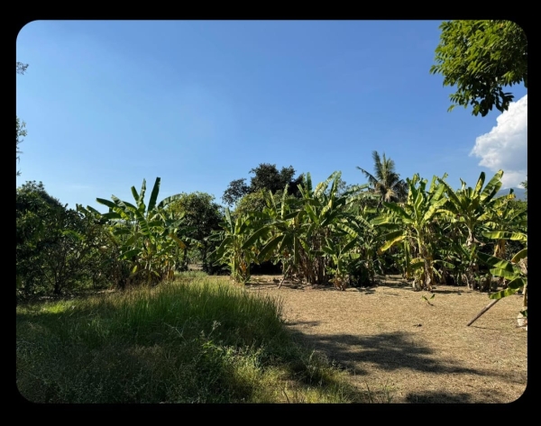 ขายที่ดิน ถนนพระปกเกล้า150ตรว 45ล้านในคูเมือง) สนใจติดต่อ คุณบุ๋ม 0903179683