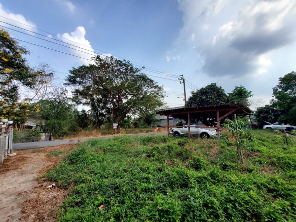 ขายถูก ที่ดินหนองจอก 100 ตารางวา ติดถนนลาดยางสาธารณะ ถมแล้ว ซ.อยู่วิทยา 12 กรุงเทพมหานคร