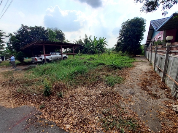 ขายถูก ที่ดินหนองจอก 100 ตารางวา ติดถนนลาดยางสาธารณะ ถมแล้ว ซ.อยู่วิทยา 12 กรุงเทพมหานคร