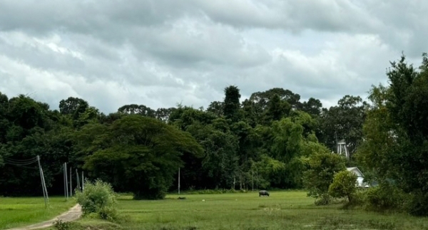 ขายที่ดินศรีสะเกษ 5 ไร่ 1,200,000 บาท ที่ดินสวย ทำเลดี