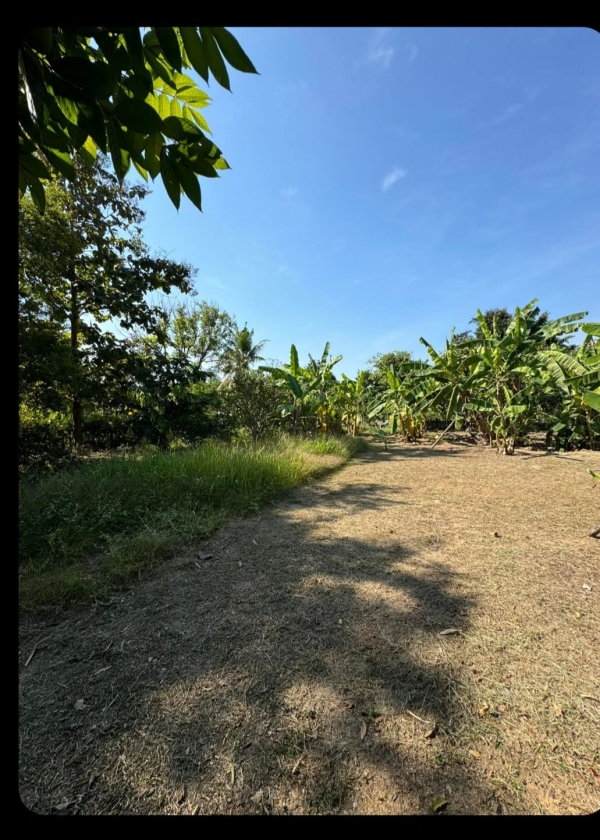 ขายที่ดิน 61 ตรว ในคูเมืองเชียงใหม่  13 ล้าน