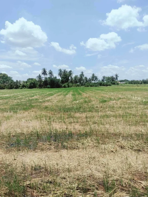 ขายด่วนที่ดินใกล้M81 เนื้อที่ 2 ไร่เศษ ติดถนนสาธารณะ ต.สัมปทวน อ.นครชัยศรี จ.นครปฐม