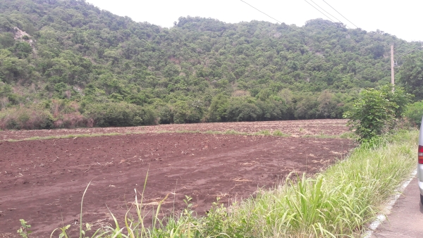 ขายที่ดิน 11.ไร่ 1 งาน 30 ตร.วา หลังติดเขา หน้าติดถนนคอนกรีต 