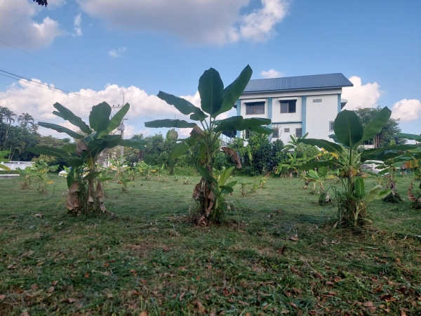 ขายที่ดิน ต. หนองควาย จ.เชียงใหม่ พื้นที่ 286 ตรว ราคา13 ล้าน