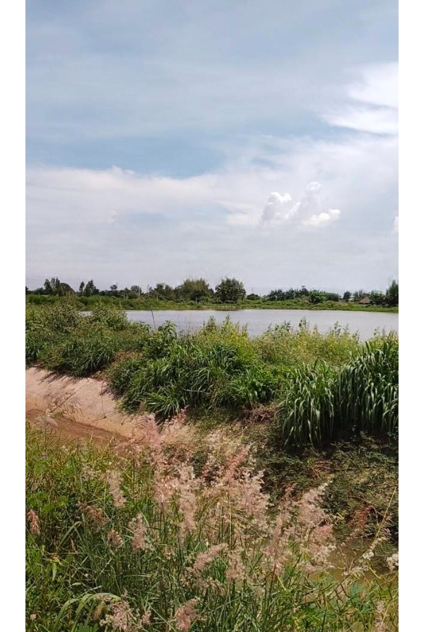 ขายที่บ่อปลา ติดคลอง 9 ถึง 30 ไร่ ติดถนน ต.ท่าข้าม อ.พนัสนิคม จ.ชลบุรี