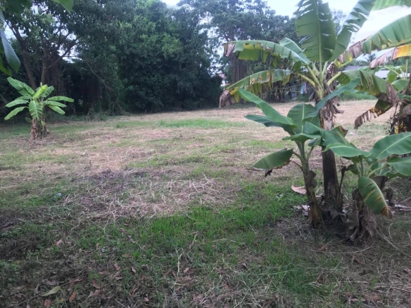 ขายที่ดินอำเภอเมือง จังหวัดเชียงใหม่ 1-0-16 ตรว 7.5 ล้าน