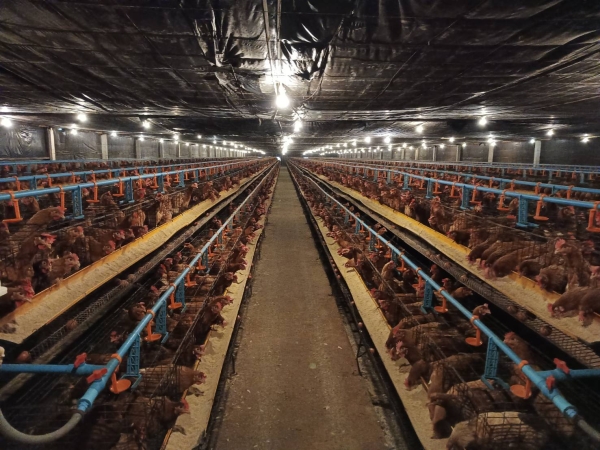 ขายที่ดินพร้อมบ้านและกิจการฟาร์มไก่ไข่