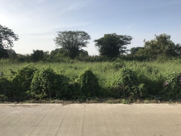 ขาย ที่ดิน 200 ตรว. คลอง7 ฝั่งตะวันออก หนองเสือ ปทุมธานี