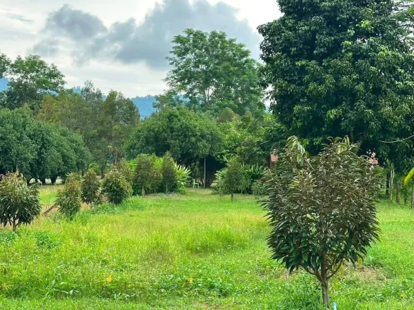 แบ่งขายสวนทุเรียน นครนายก 100 ตร.ว. ราคาไม่ถึงล้าน! ราคาเพียง 950,000 ภาพที่ 2